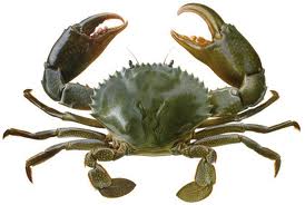 crab crab
